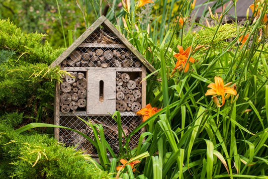 biodiversité au jardin