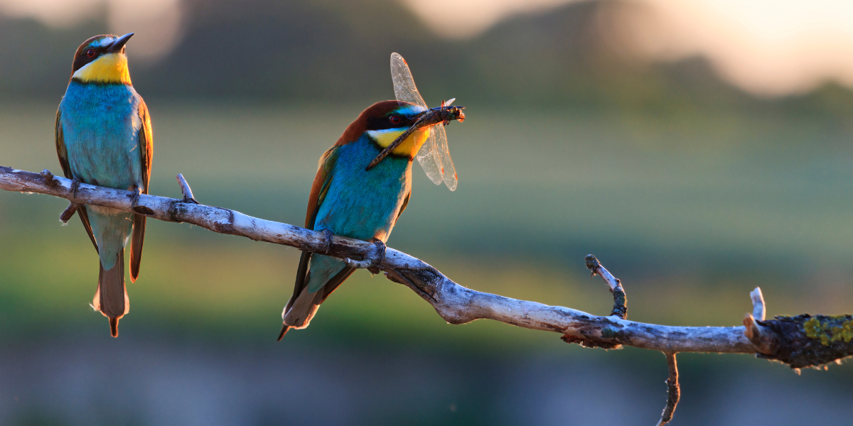 Biodiversité dans le jardin