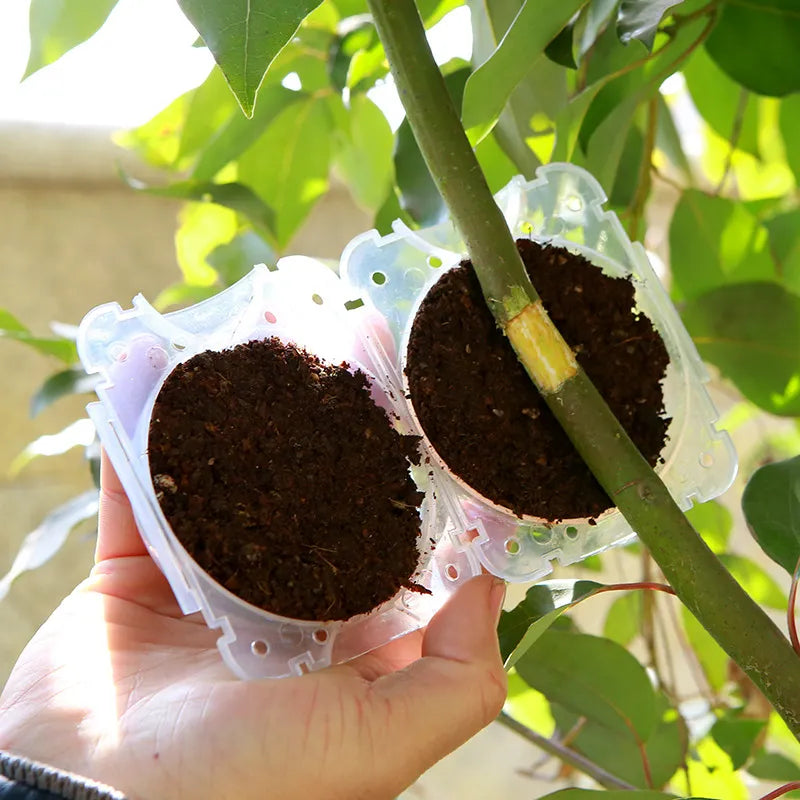 SphereRoot - Boule d'Enracinement Innovante pour Jardin