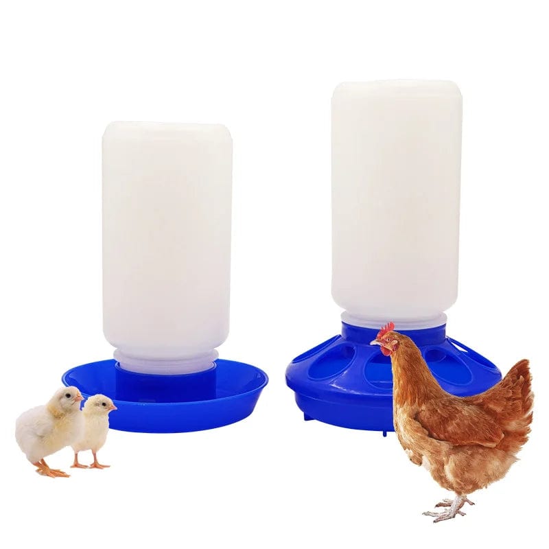 Abreuvoir et mangeoire poule
