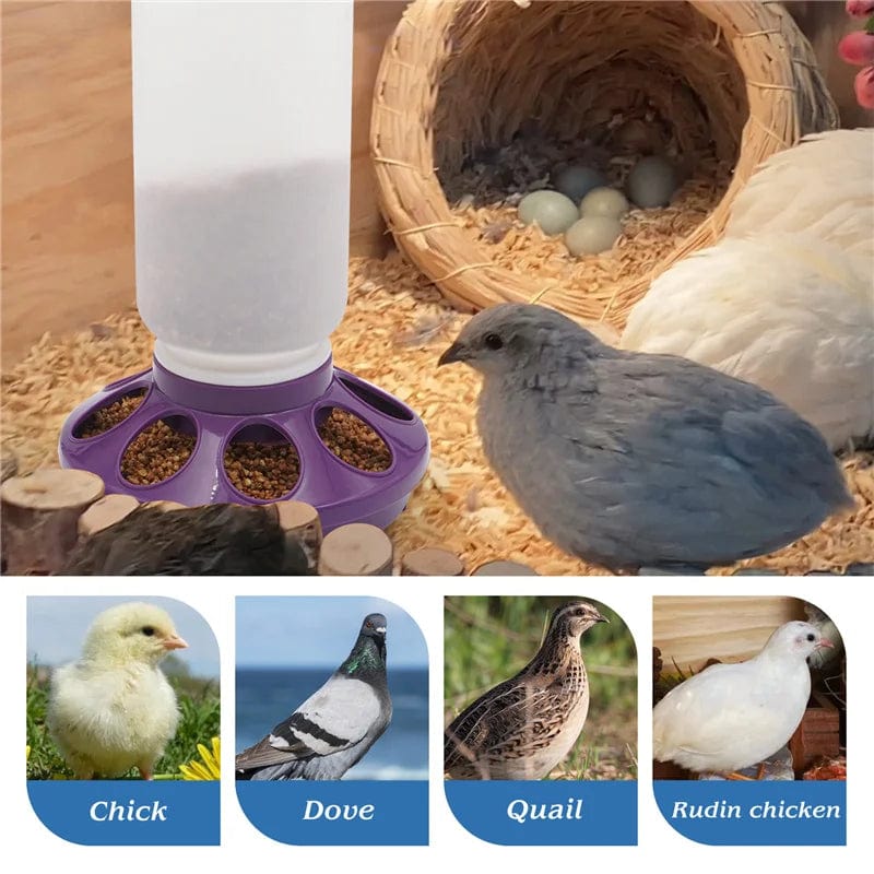 Abreuvoir et mangeoire poule